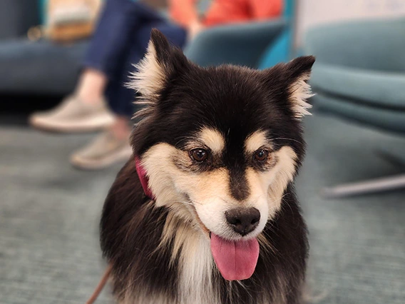 One of the pups from Southern Arizona Pet Partner Therapy dogs