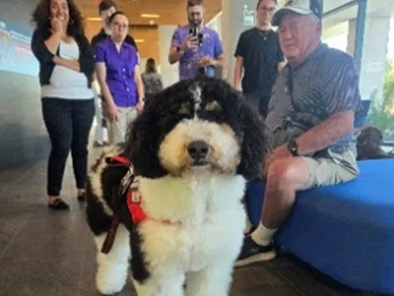 Bernedoodle visiting during a PAWS event